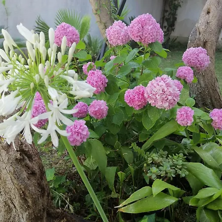 Stella Mare Lejlighed