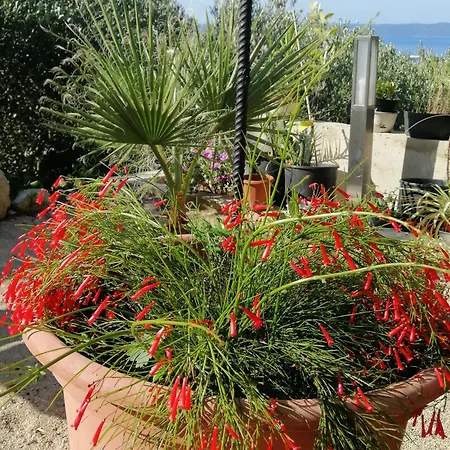 Lejlighed Stella Mare Tučepi